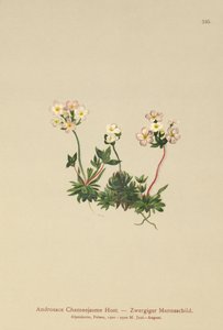 Androsace odorante - German School