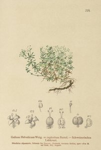 Gaillet suisse (Galium helveticum, Galium rupicolum, Galium megalospermum) - German School