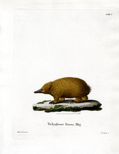 Échidné à bec court de Tasmanie