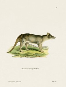 Tigre de Tasmanie - German School
