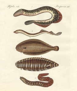Poissons savoureux - German School