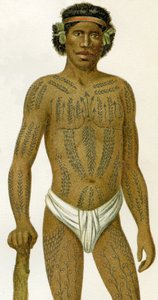 Homme tatoué des Îles Carolines, 1894 - German School