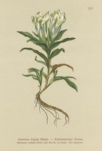 Gentiane des Tauern (Gentiana frigida) - German School
