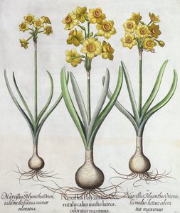 Narcisses Tazetta, du Hortus Eystettensis par Basil Besler (1561-1629), pub. 1613 (gravure en couleur) - German School