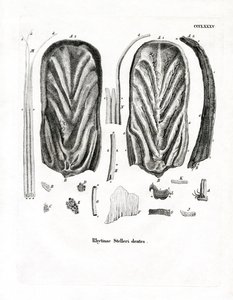 Dents de la vache marine de Steller - German School