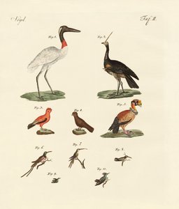 Dix oiseaux américains