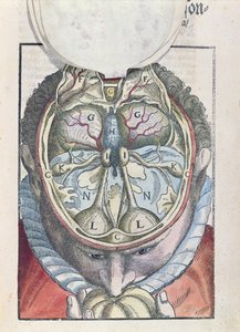 Le Cerveau, de Ophthalmodouleia par Georg Bartisch publié à Dresde en 1583 (gravure sur bois en couleur)