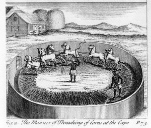 La manière de battre le blé au Cap, illustration de 