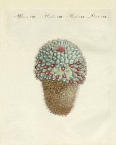 Le cactus melon en forme de sein - German School