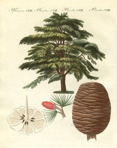 Le cèdre du Liban