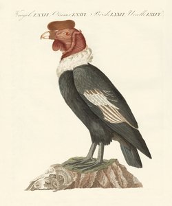 Le condor - German School
