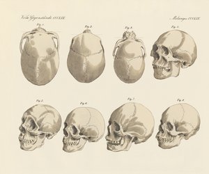 Le crâne des cinq races humaines - German School
