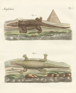 Le crocodile - German School