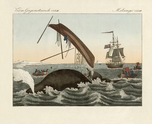 Les dangers de la pêche à la baleine