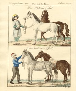 Le cheval avec ses différentes sortes - German School