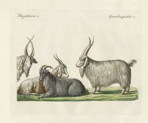Les chèvres du Cachemire introduites en France - German School