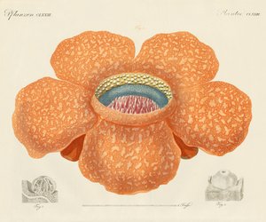 La plus grande de toutes les fleurs connues
