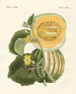 Le melon - German School