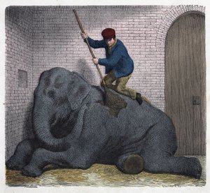 La toilette matinale de l