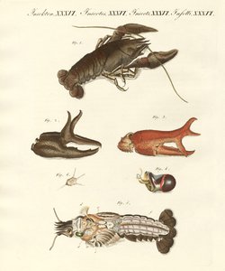 Le vilain crabe de rivière