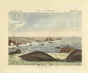 Le phoque à trompe - German School
