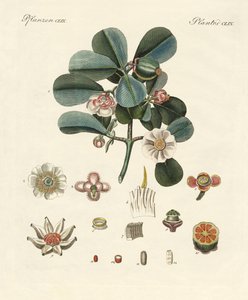 Le clusia rose - German School
