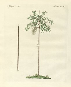 Le palmier mince de la Nouvelle-Irlande (gravure en couleur) - German School
