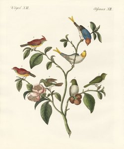 Les plus petits oiseaux - German School