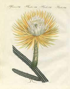 Le splendide cactus torchère à grandes fleurs - German School