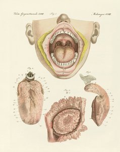 Le goût (gravure en couleur)