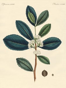 Le thé du Paraguay - German School