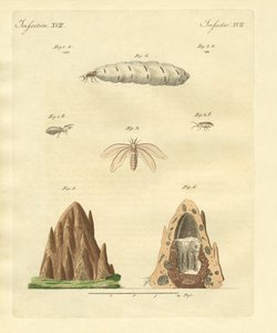 Les termites