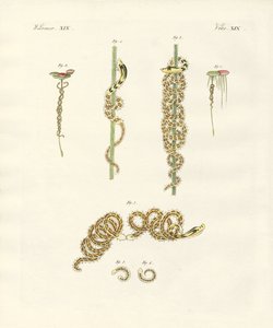 Les nymphes sinueuses
