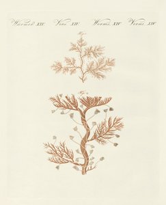 La sertulaire enroulée ou coralline de base
