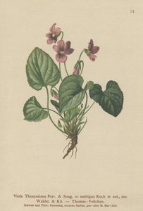 Pensée de Thomas (Viola Thomasiana, Viola ambigua) - German School