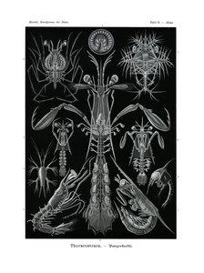Thoracostraca - German School