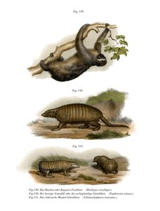 Paresseux à trois doigts, 1860 - German School