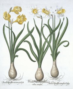 Trois pseudo-narcisses, de Hortus Eystettensis par Basil Besler (1561-1629) publié en 1613