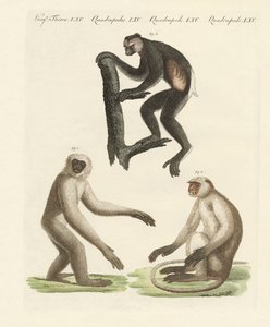 Trois types de singes