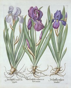 Trois variétés d