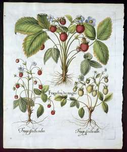 Trois variétés de fraises, planche 116, de Hortus Eystettensis par Basil Besler (1561-1629) publié en 1613
