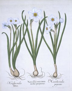 Trois narcisses blancs, de Hortus Eystettensis par Basil Besler (1561-1629) publié en 1613