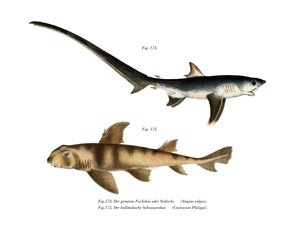 Requin renard