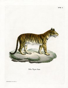 Tigre