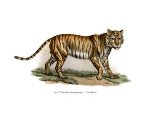 Tigre, 1860 - German School