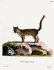 Chat-tigre - German School