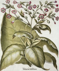 Plante de tabac, du Hortus Eystettensis par Basil Besler (1561-1629), pub. 1613 (gravure en couleur) - German School