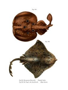 Poisson torpille - German School