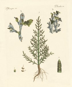 Plantes commerciales et médicinales - German School