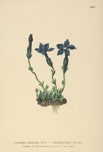 Gentiane de Triglav (Gentiana terglouensis, Gentiana imbricata)